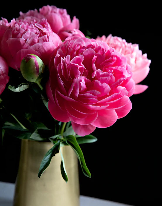 Picasso Rosa SET - Special Edition